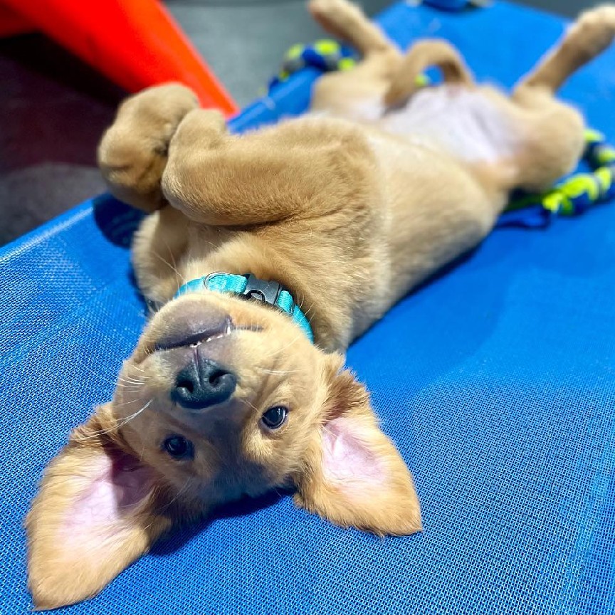 Training Services High Expectations Dog Training