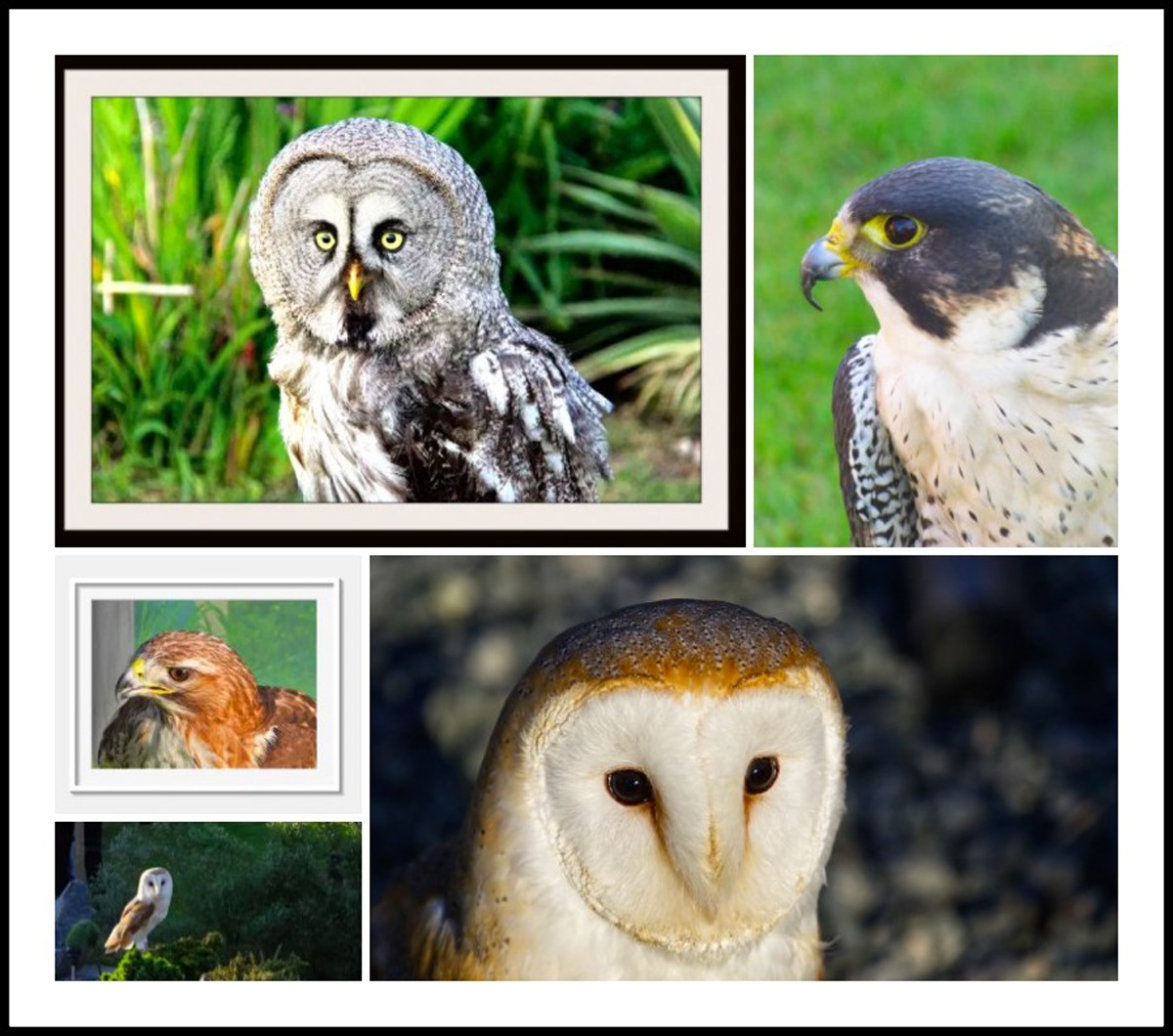 Fun on Falcons Night. Hedon Viewfinders Gallery. Hedon Viewfinders
