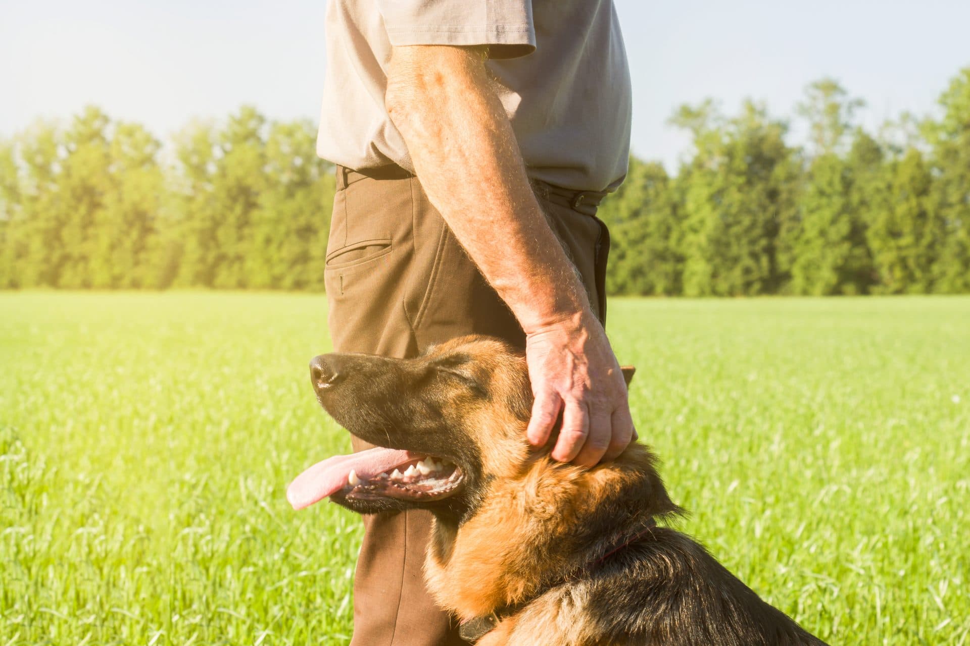 How Dogs Help Humans 2020 Heel Boy Heel