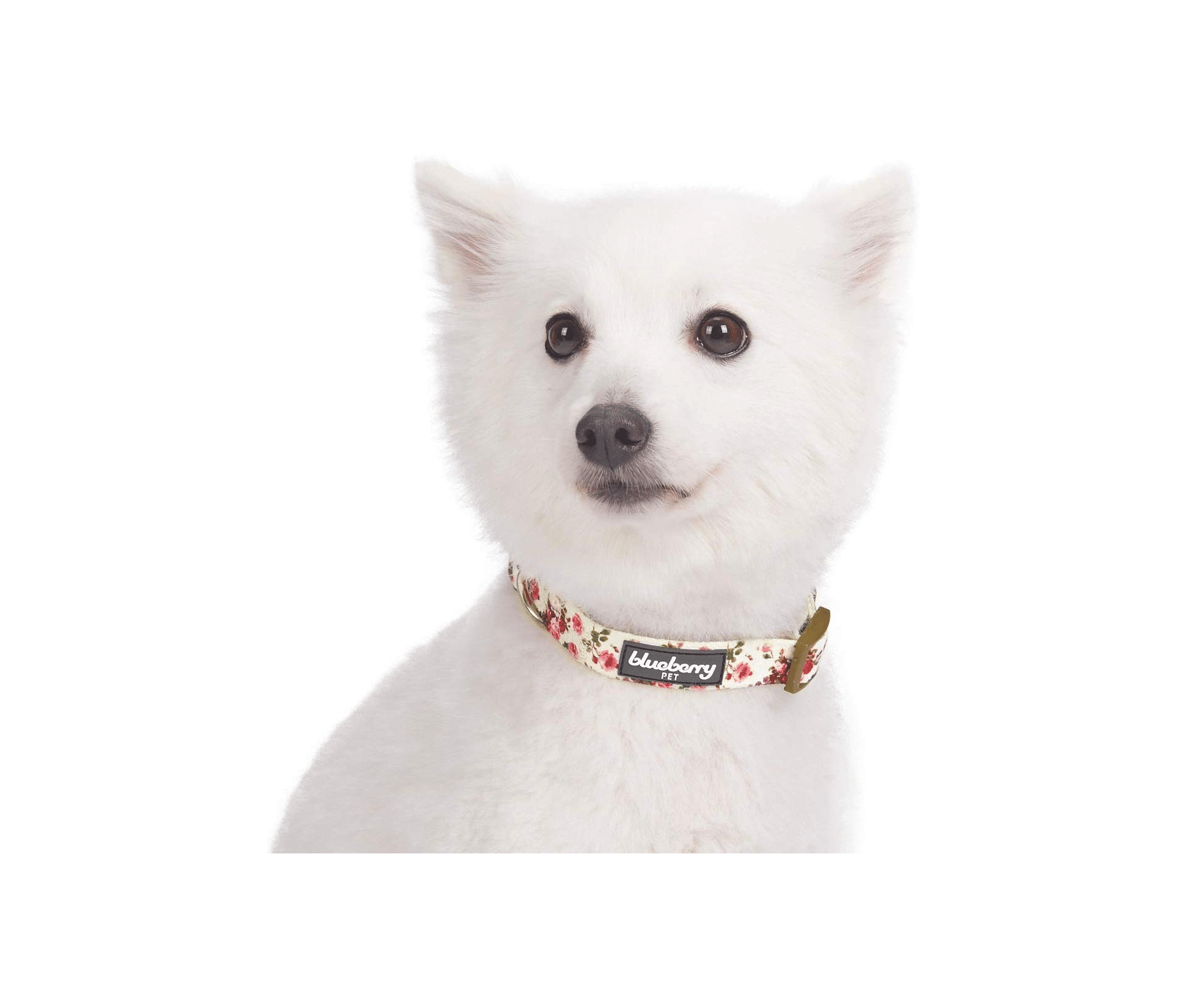 Blueberry Pet 20+ Patterns Spring Scent Floral Collection Heel Boy Heel