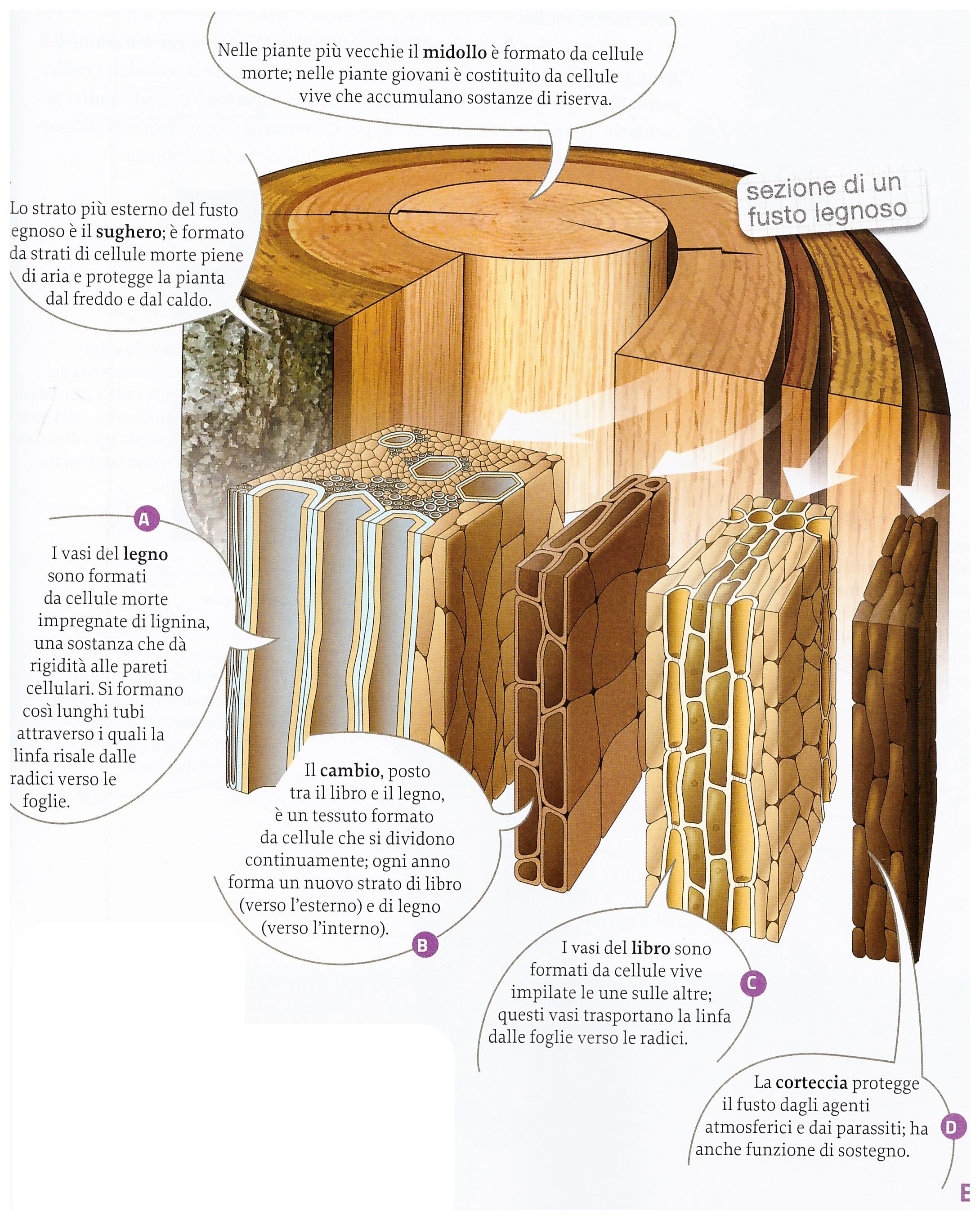 Da cosa è composto un albero? HeelpBook