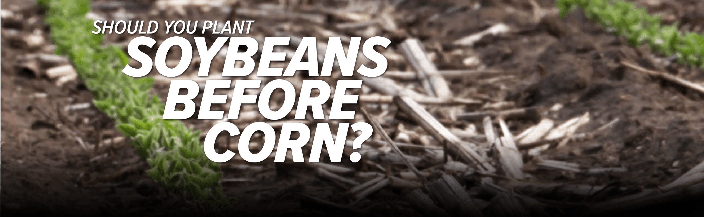 Should You Plant Soybeans Before Corn? Hefty Seed Company