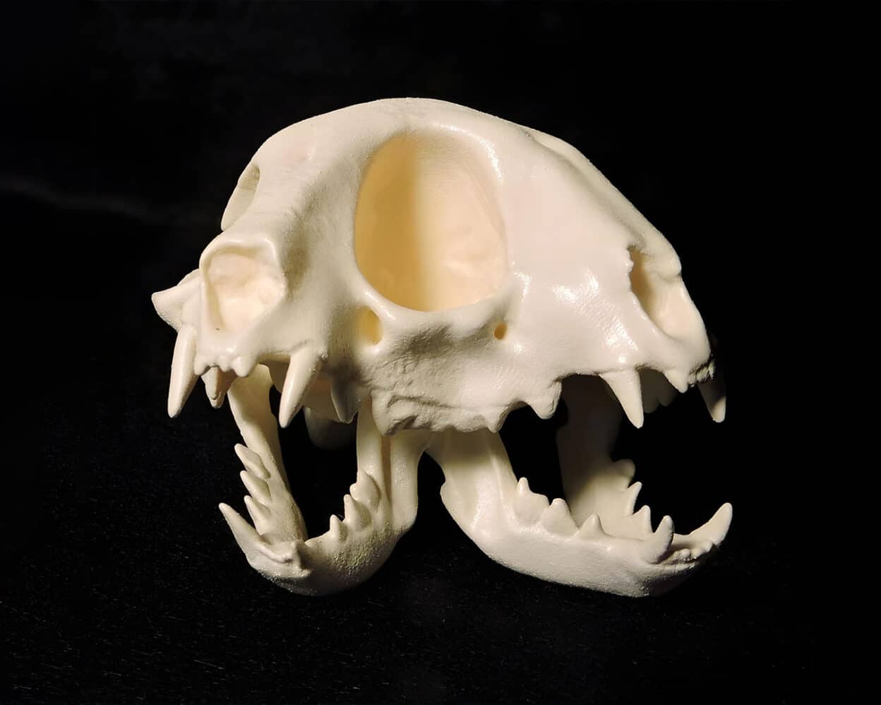 TwoHeaded Cat Autopsy Shocking Nature Truth Revealed