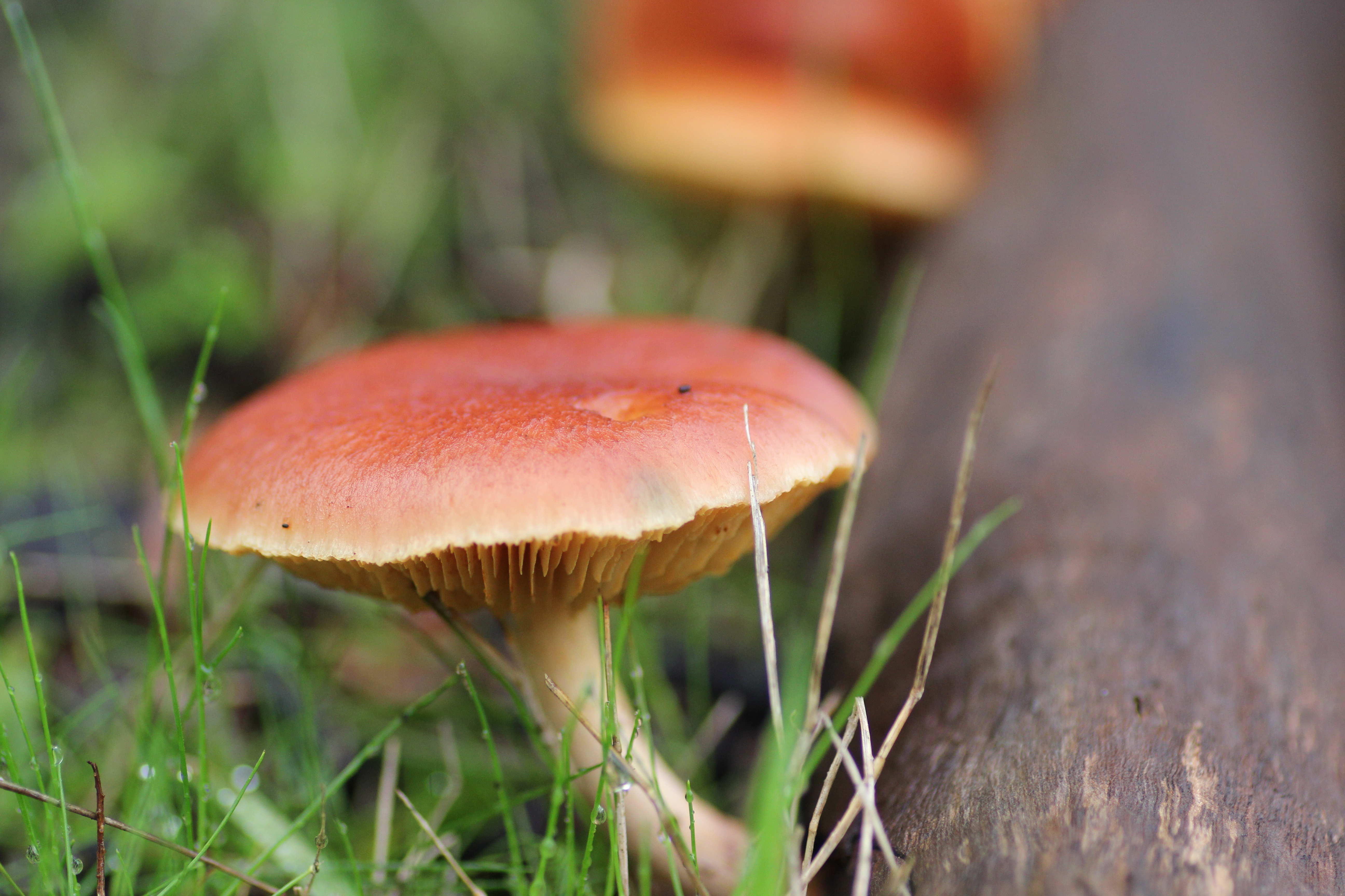 Empowering Mount Gambier through citizen science. Healthy