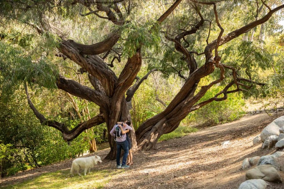 Proposal Ideas with Dogs Los Angeles Proposal Photographer