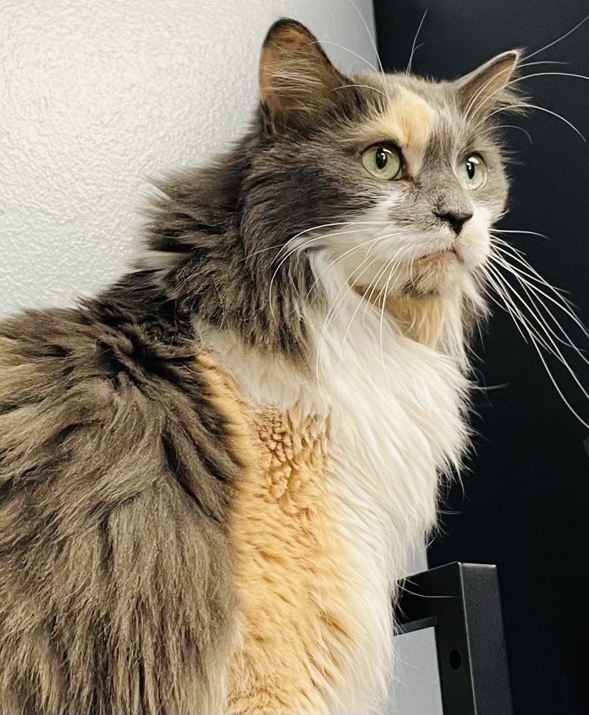 Top 99+ Forest lane animal clinic