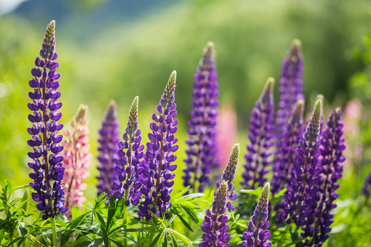 Lupine An diesem Standort fühlt sie sich besonders wohl