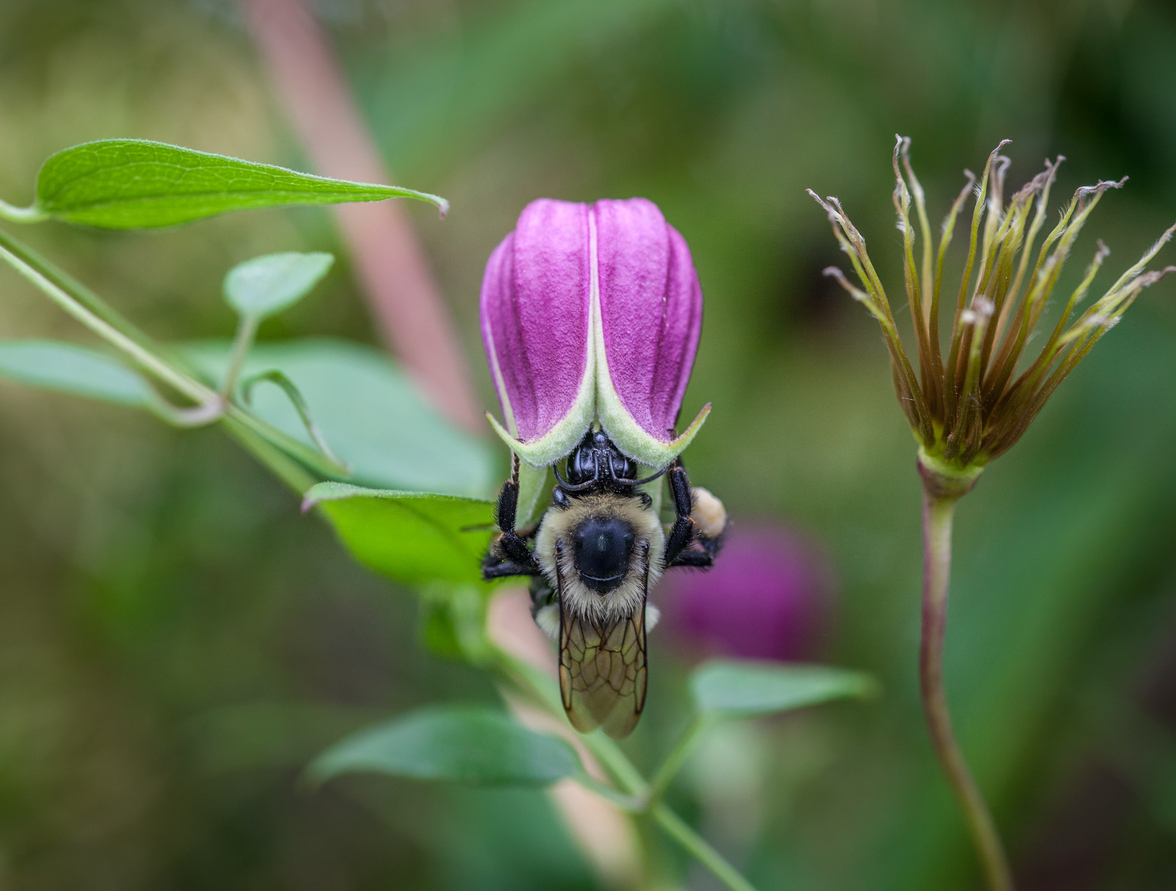 Clematis und die Bienen So helfen Sie der Natur