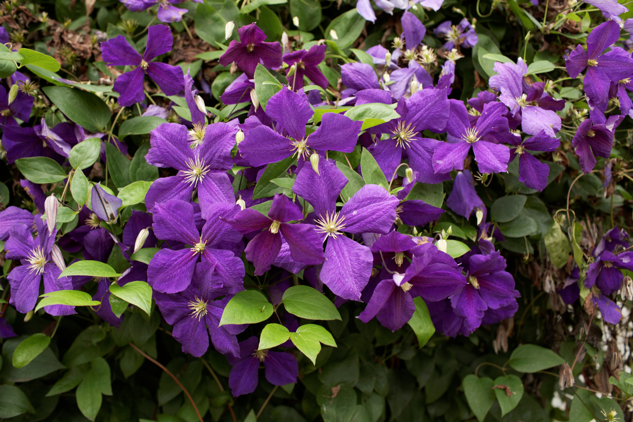 Clematis umtopfen Wie geht das richtig?
