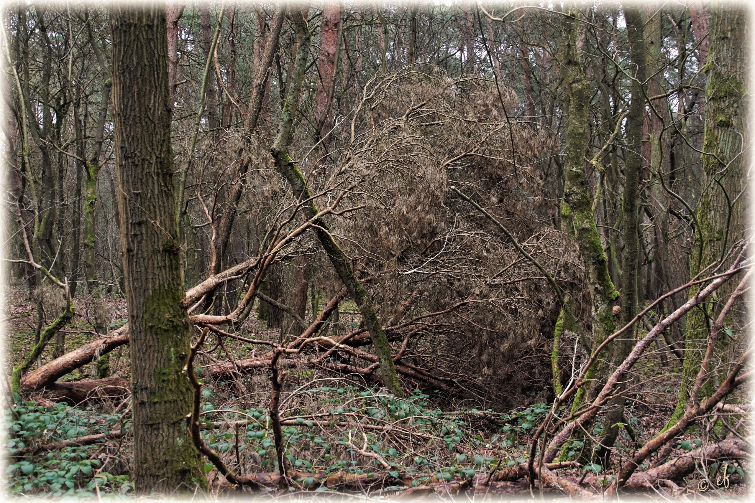 Heins der Blog