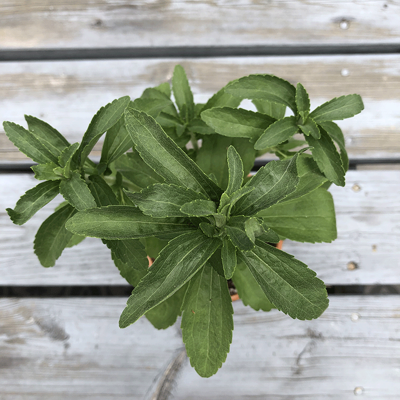 Stevia Rebaudiana seeds Heirloom Seeds Canada