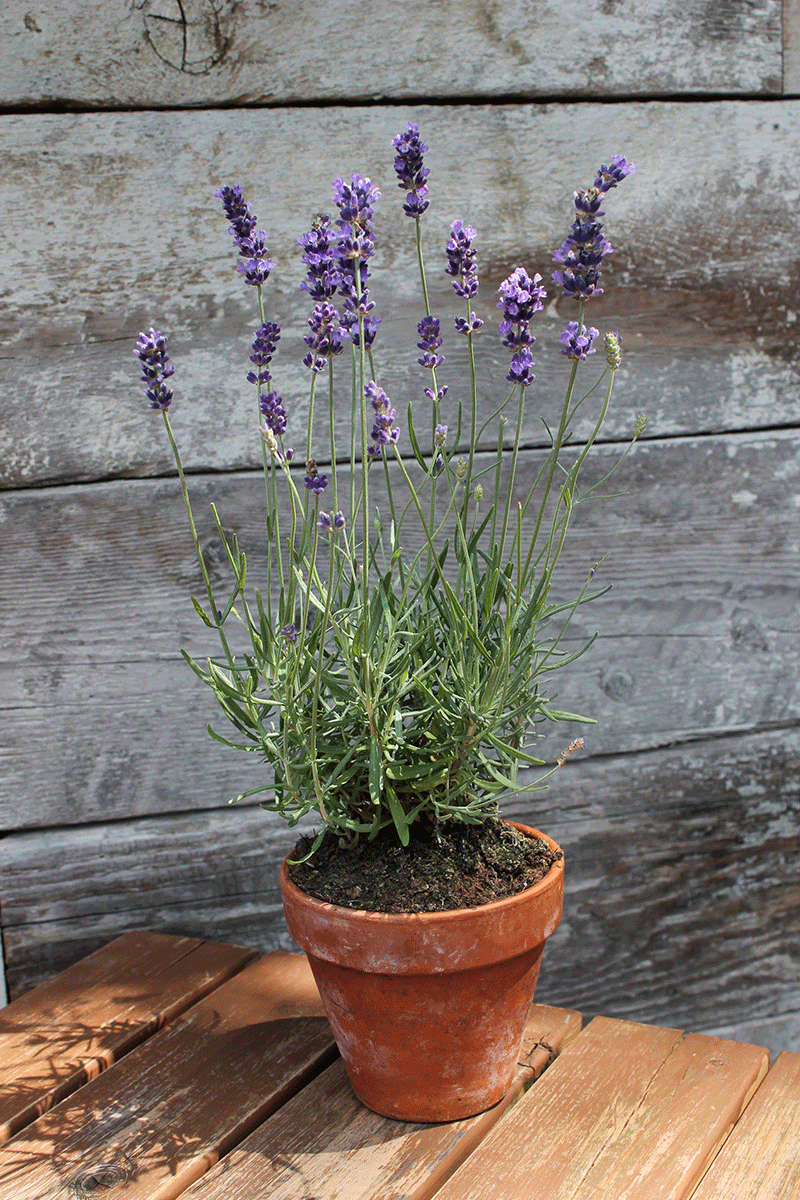 Lavender Vera seeds Heirloom Seeds Canada