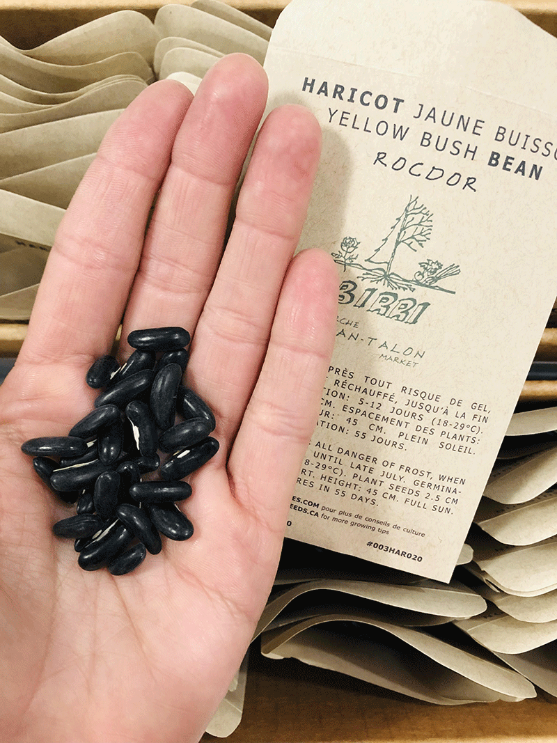 Bean Yellow Rocdor seeds Heirloom Seeds Canada