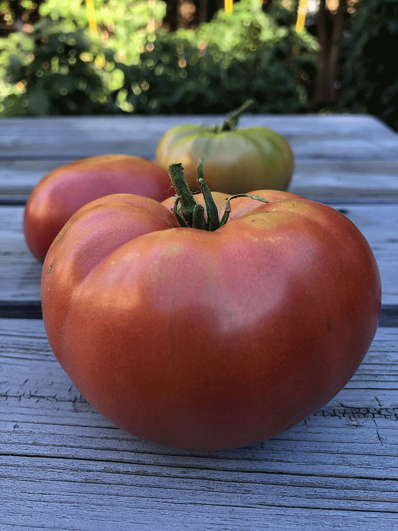 24+ German Johnson Tomato Plants ShynuShareen