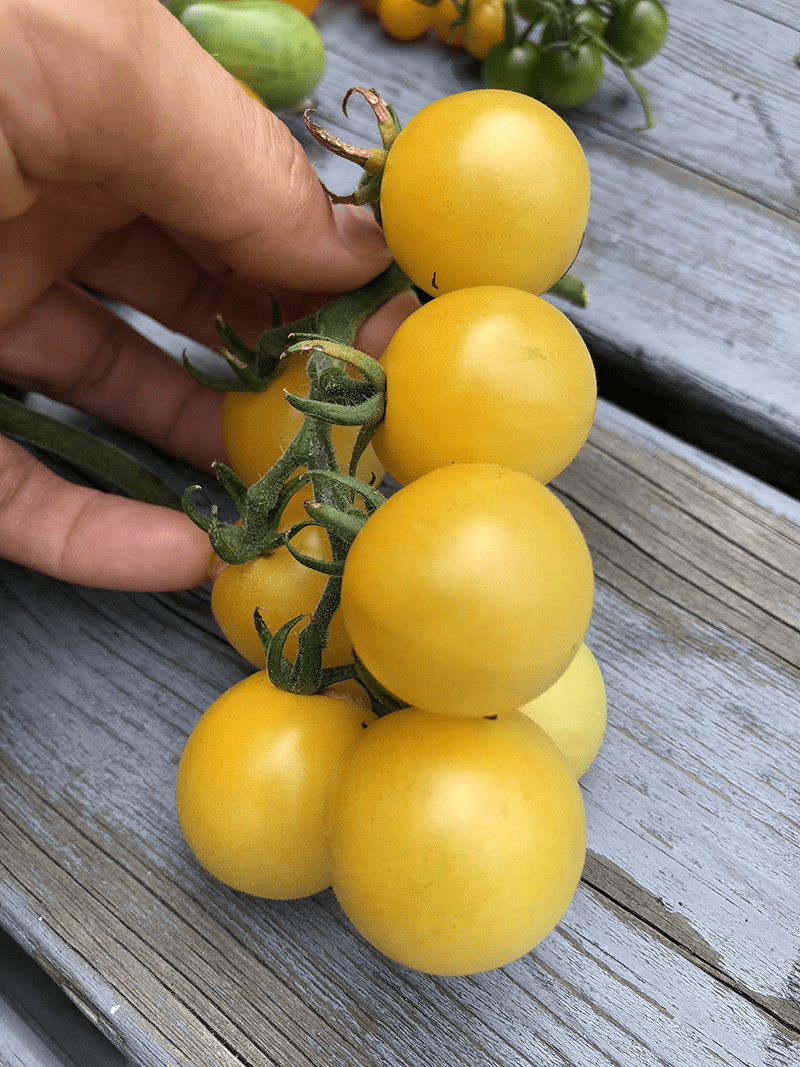 Tomato Cherry White Cherry seeds Heirloom Seeds Canada