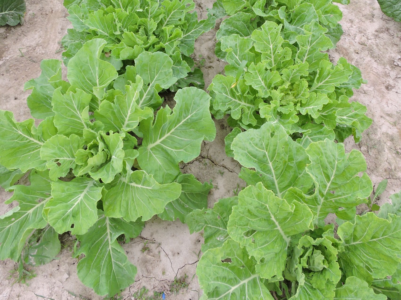 53 The Heirloom Collards Project