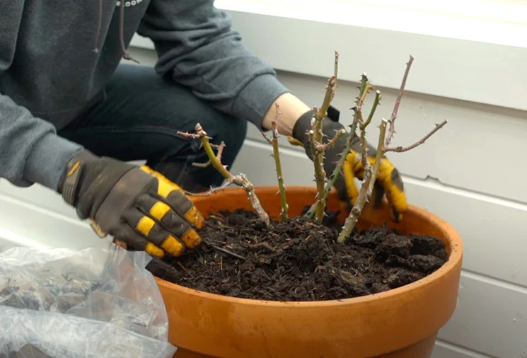 Planting Instructions Heirloom Roses