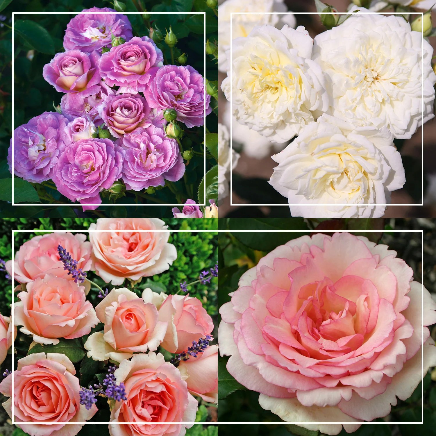 EasyToGrow Collection II Heirloom Roses