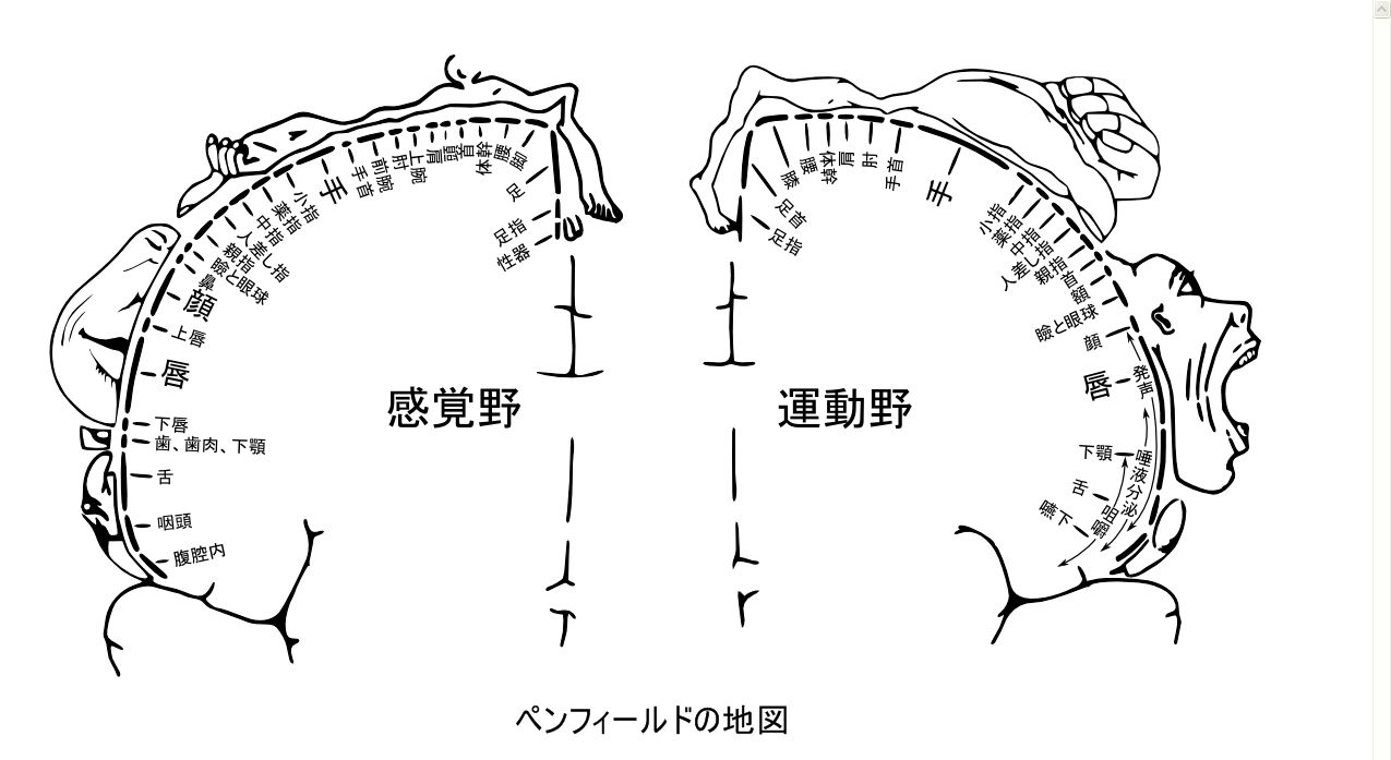 ペンフィールド博士から学ぶ！脳の解剖と歴史で脳梗塞を理解する。。。 - 脳リハ.Com – 脳リハドットコム – 脳卒中(脳梗塞)・パーキンソン病 リハビリ情報サイト | 脳のマッピング補正ってナニ？慢性疼痛と脳の中の小人の関係。 | 大阪の勃起不全・Edなら『平癒堂鍼灸』