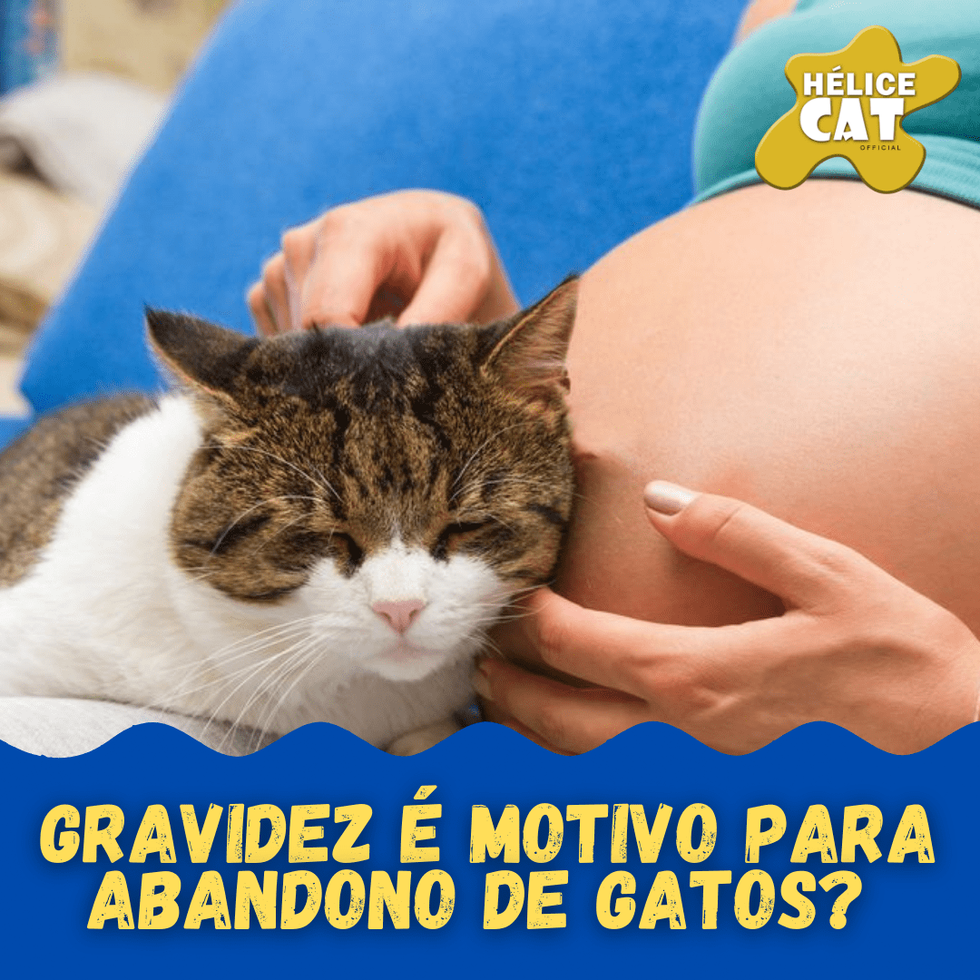Gravidez é motivo para abandono de gatos? Veja os mitos, cuidados e