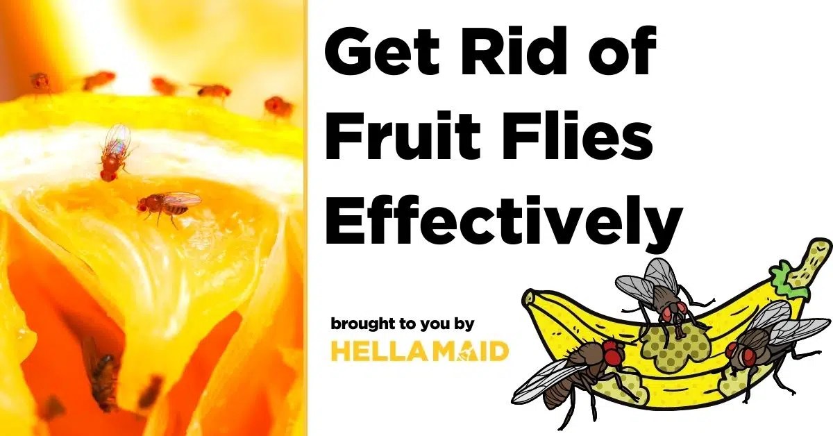 How to Get Rid of Fruit Flies Effectively