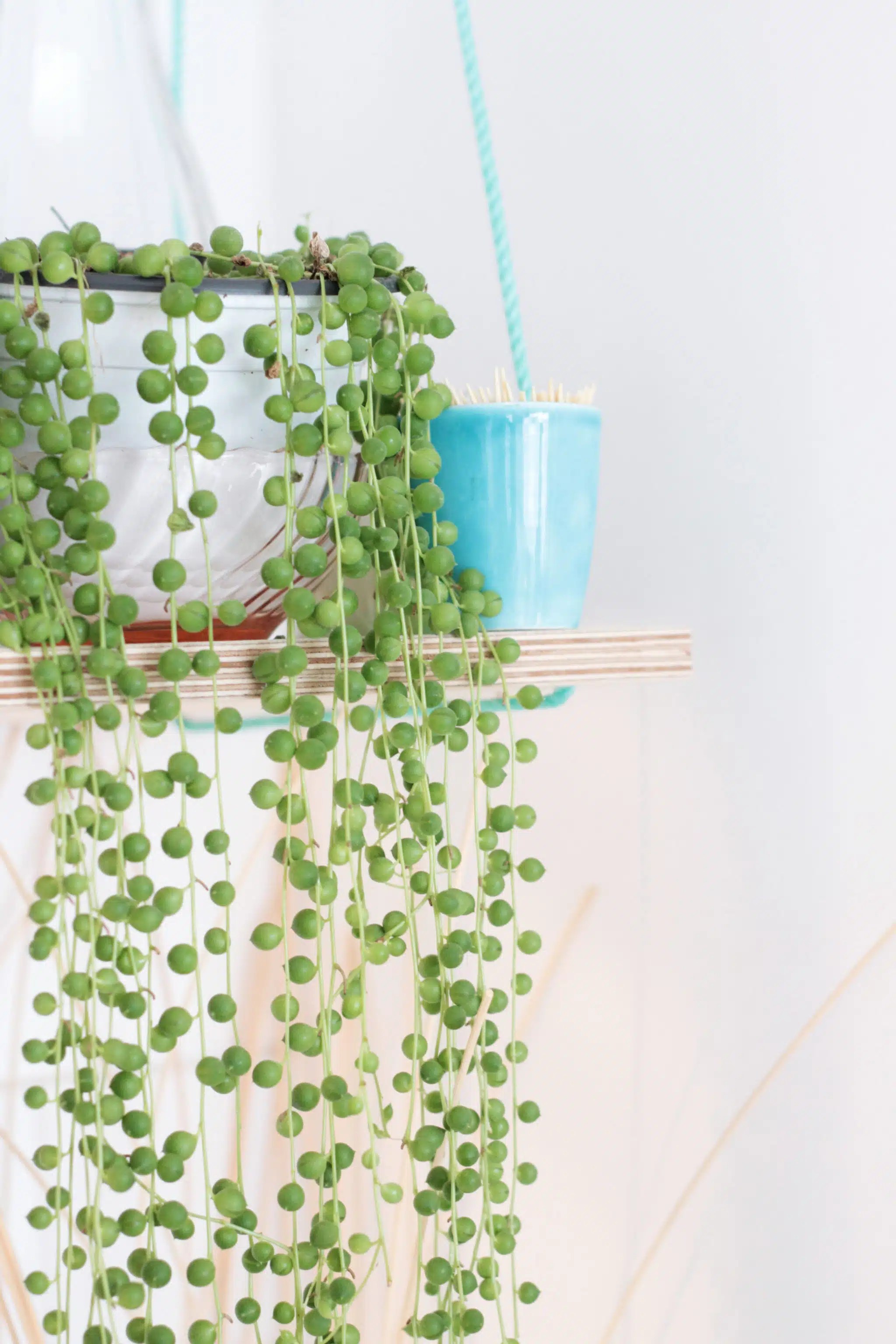 5 plantes vertes originales qui font le buzz sur les