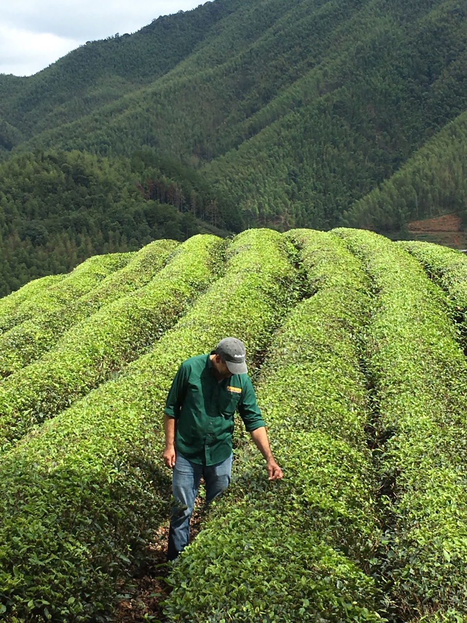 Notes from the Field Tea Adventures Wuyi Mountain Teance Fine Teas Blog