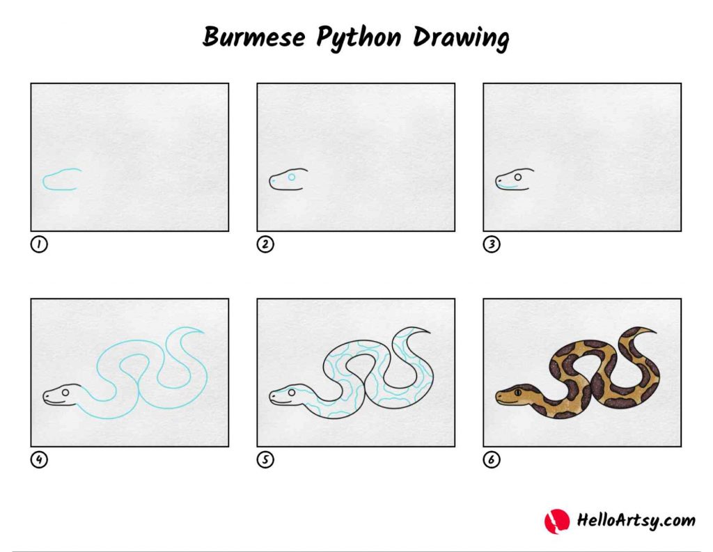 Burmese Python Drawing HelloArtsy