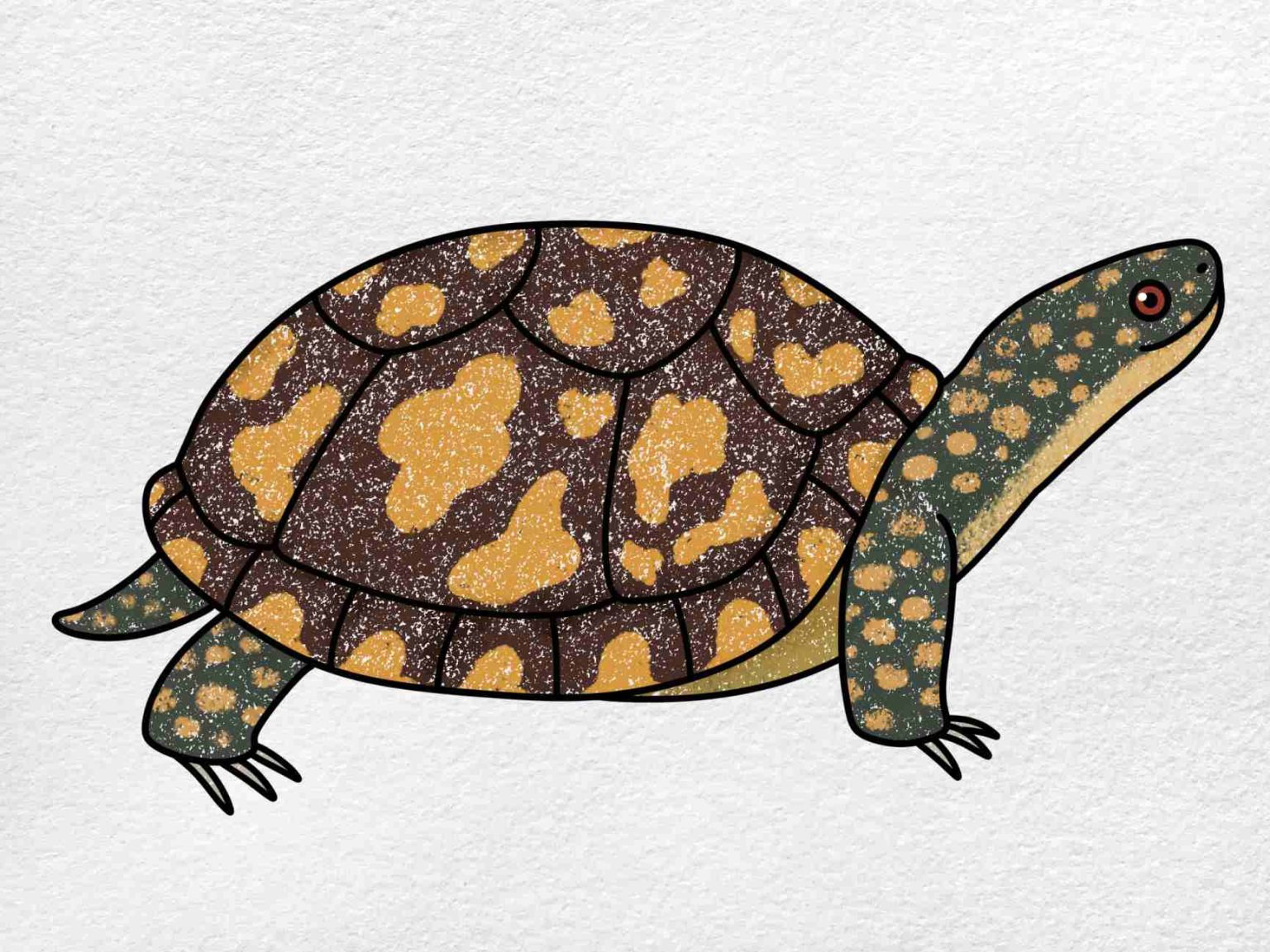 How to Draw a Box Turtle HelloArtsy