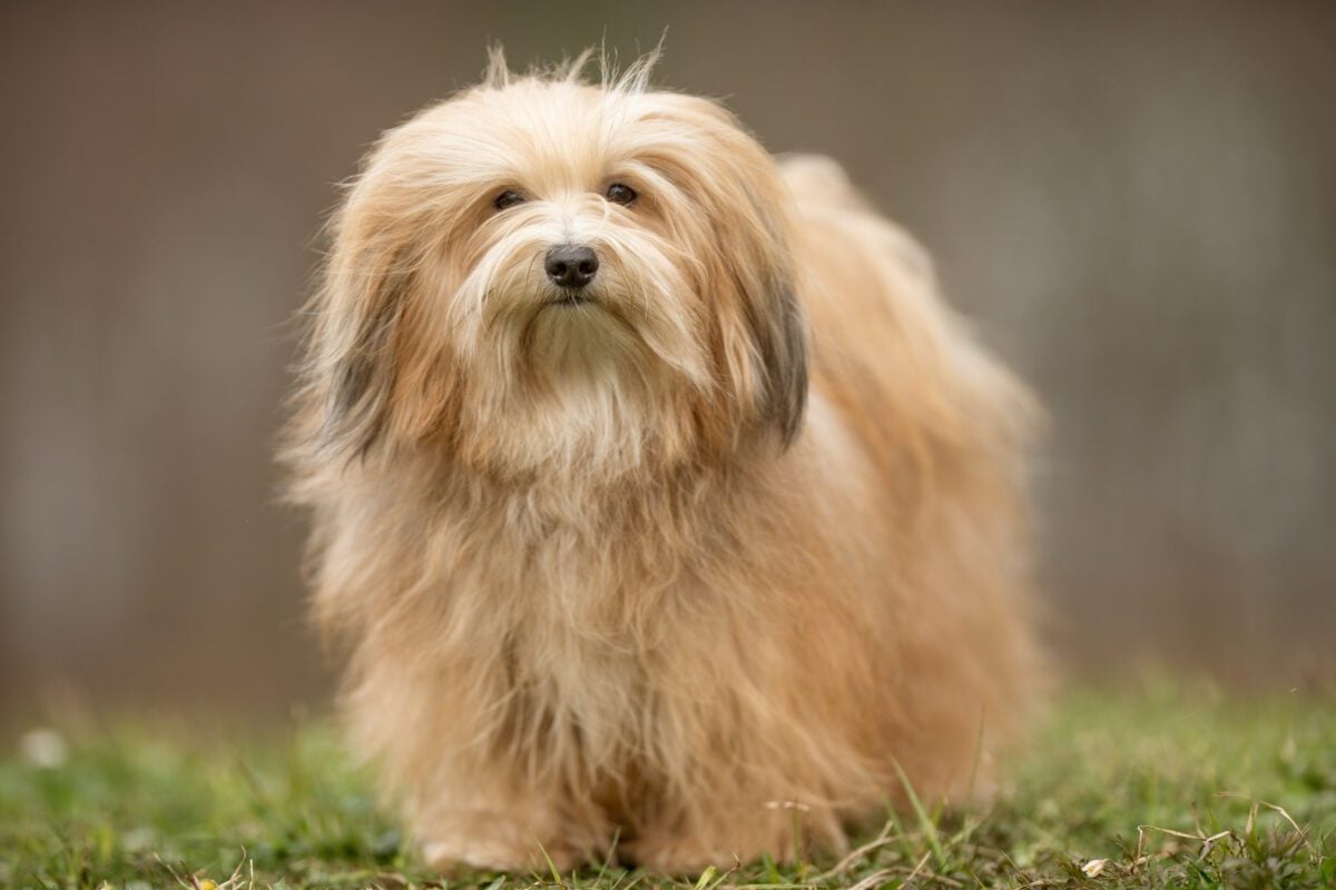 Havanese • helloBARK!