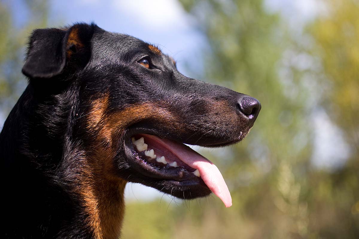 Beauceron Pros And Cons • helloBARK!