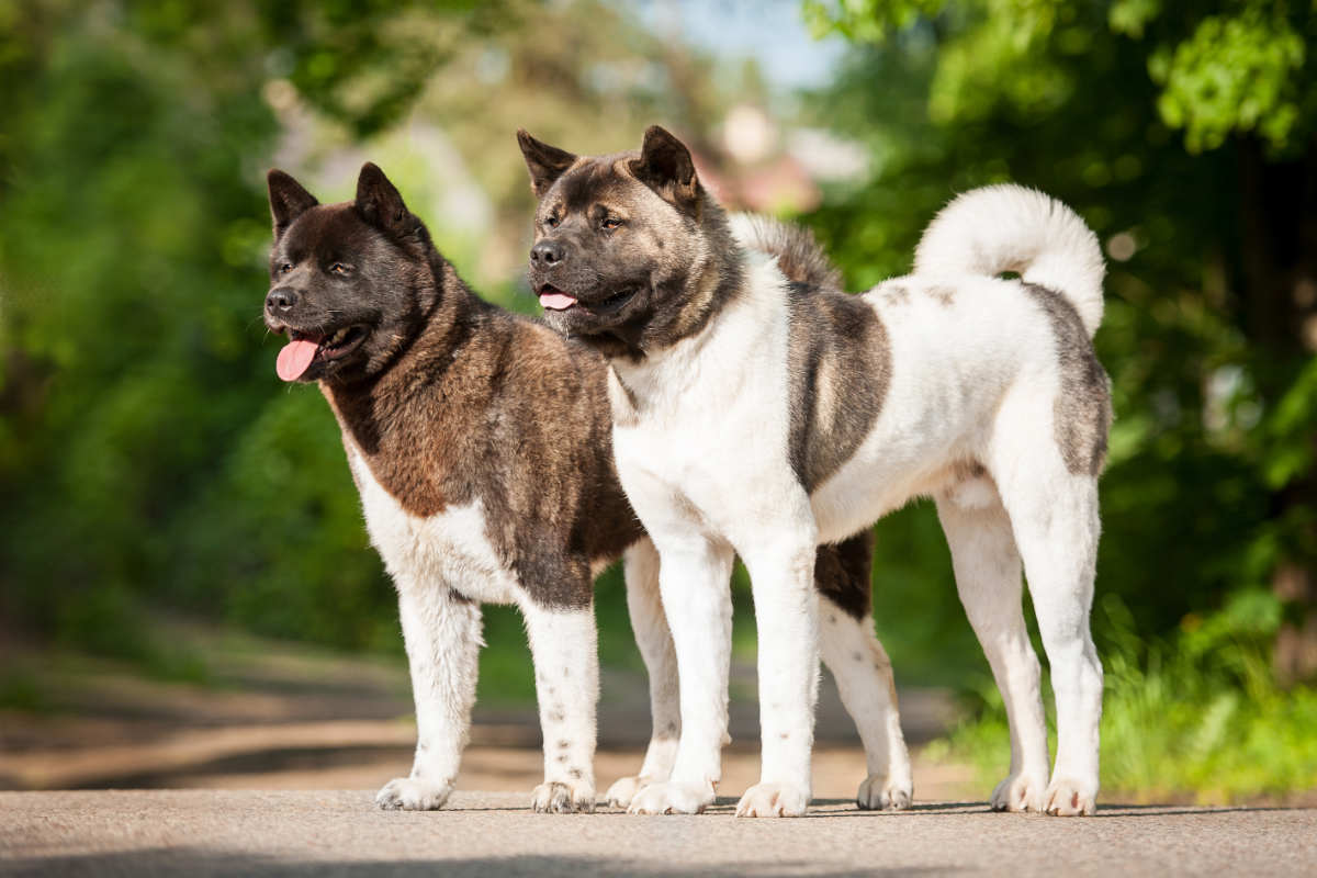 American Akitas Pros and Cons • helloBARK!