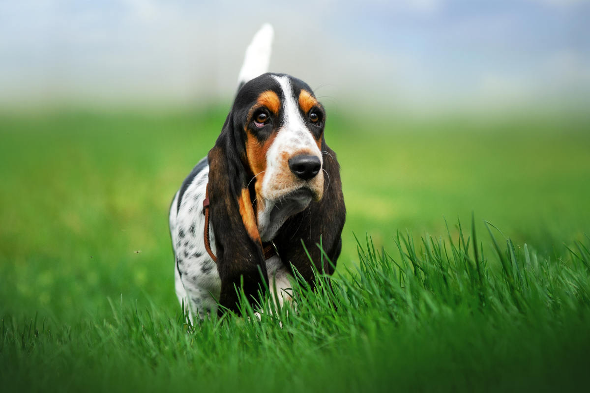 Basset Hound Pros And Cons Drool Stubborn Friendly Health