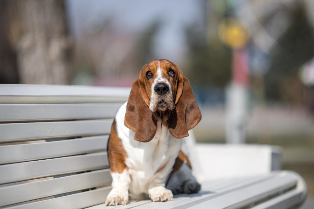 Do Basset Hounds Drool A Lot