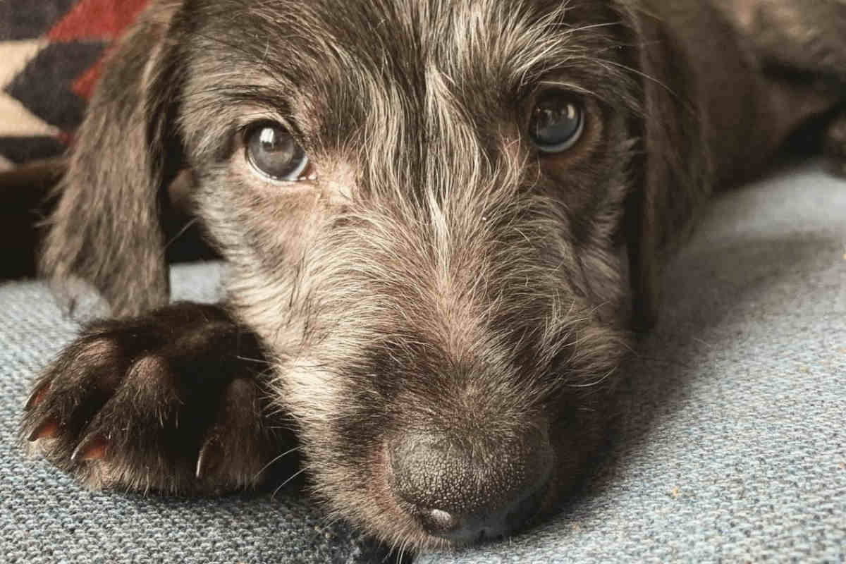 Bedlington Whippet Appearance Size Temperament Shedding Price