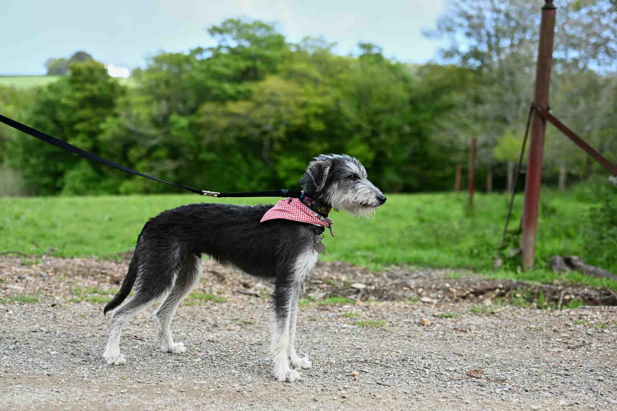 Are Bedlington Whippets Hypoallergenic