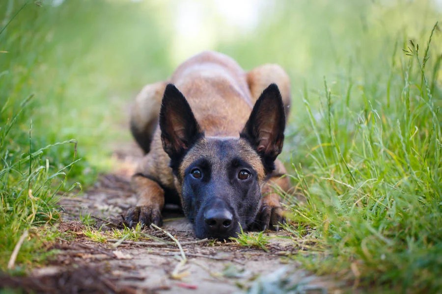 Belgian Malinois Protection Training Smart Energy Aloof