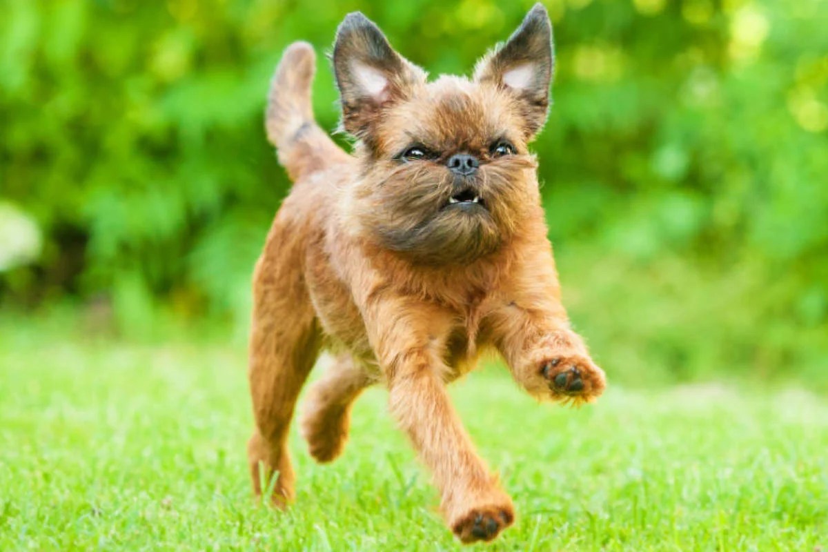 Brussels Griffon Size Appearance Colors Temperament Price Beard