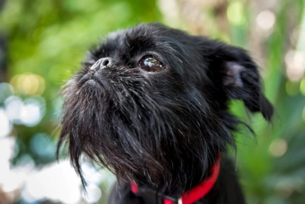 Brussels Griffon Size Appearance Colors Temperament Price Beard