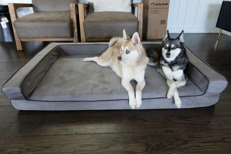 Bully Beds Orthopedic Bolster Bed Review • helloBARK!