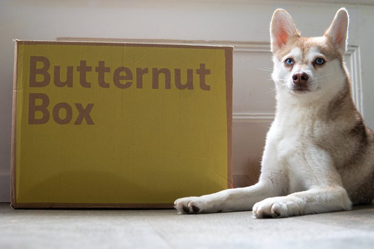 Best Dog Food Delivery UK 2023 (Tried and Tested) • helloBARK!