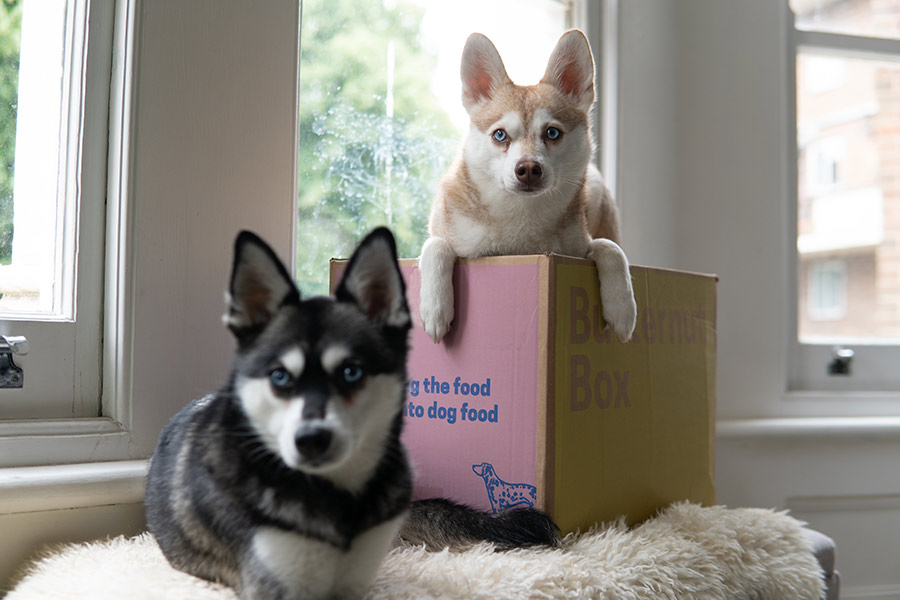 Best Dog Food For Dogs With Allergies UK 2023 • helloBARK!