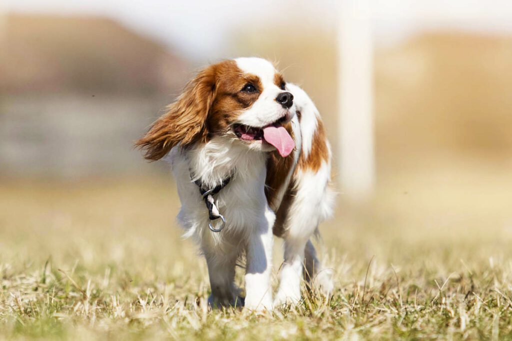 20 Most Popular Cavalier King Charles Spaniel Cross Breeds