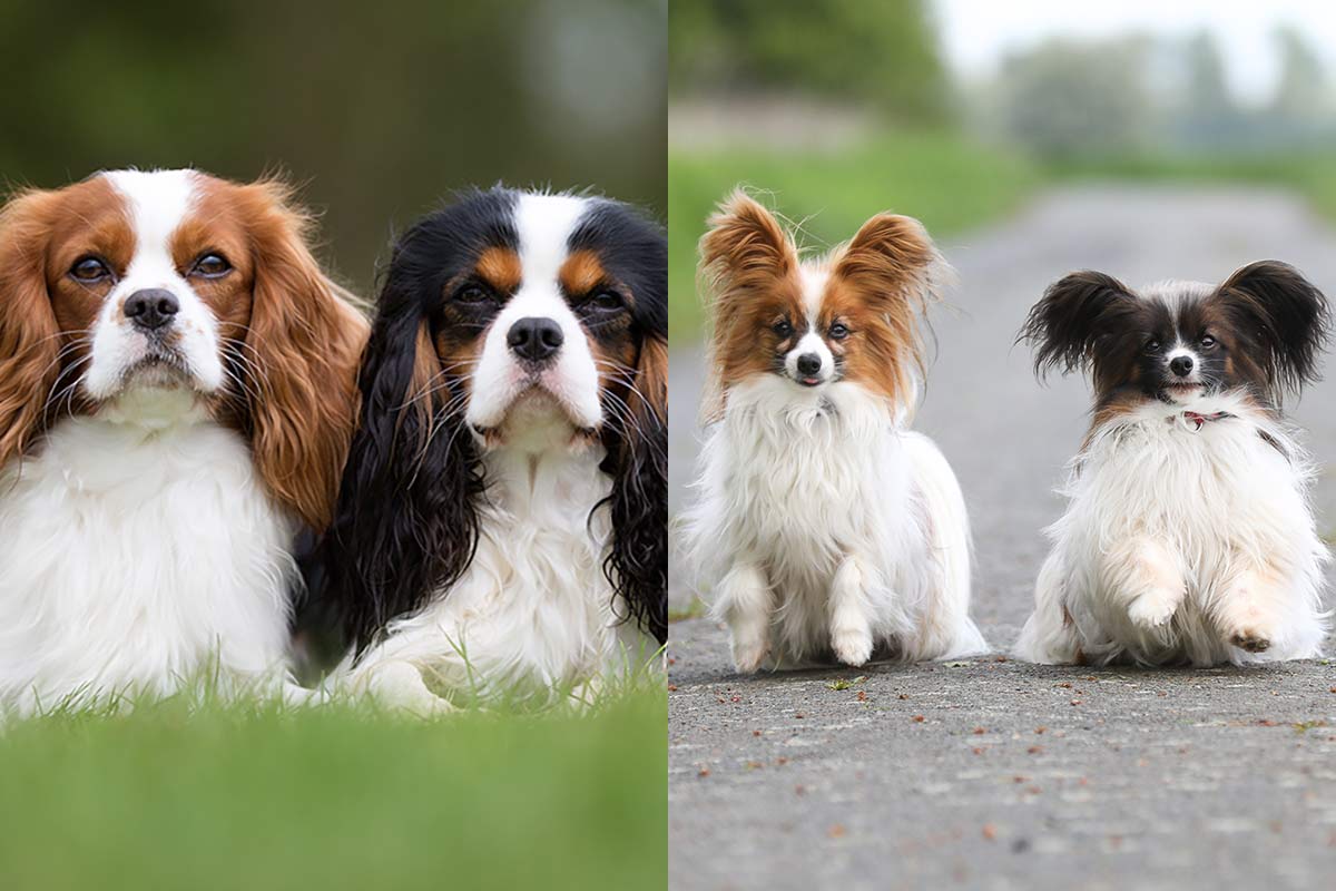 Cavalier King Charles Spaniel Vs Papillon What's The Difference