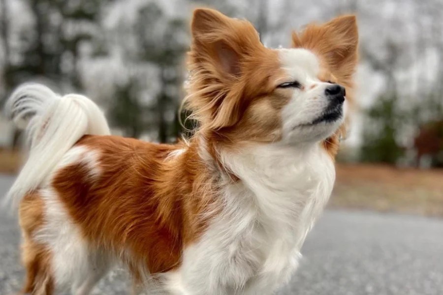 20 Most Popular Cavalier King Charles Spaniel Cross Breeds