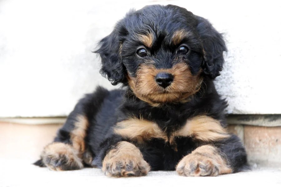 cavapoo till salu 2023 Cavapoo - Pictures | Size | Temperament | Hypoallergenic | Exercise