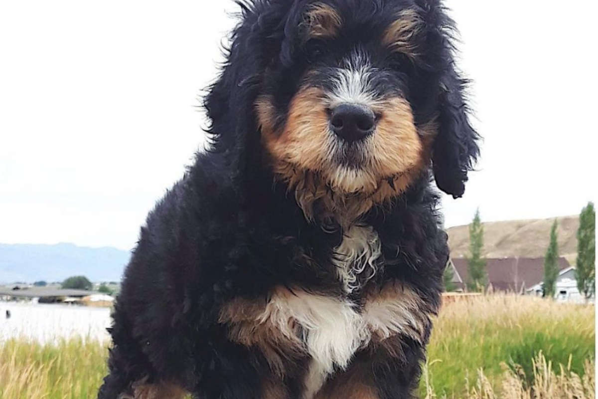 How Much Exercise Does A Bernedoodle Puppy Need