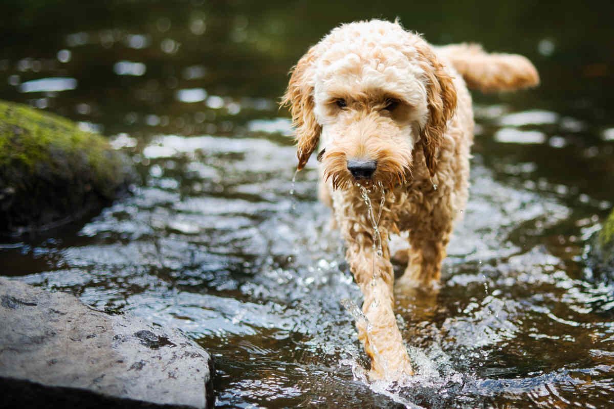 20 Cocker Spaniel Cross Breeds • helloBARK!