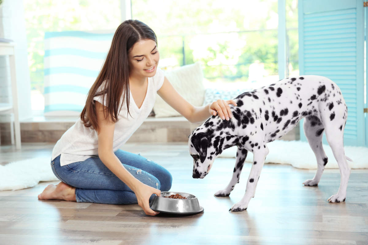 Best Low Purine Dog Food For Dalmatians UK 2023 • helloBARK!