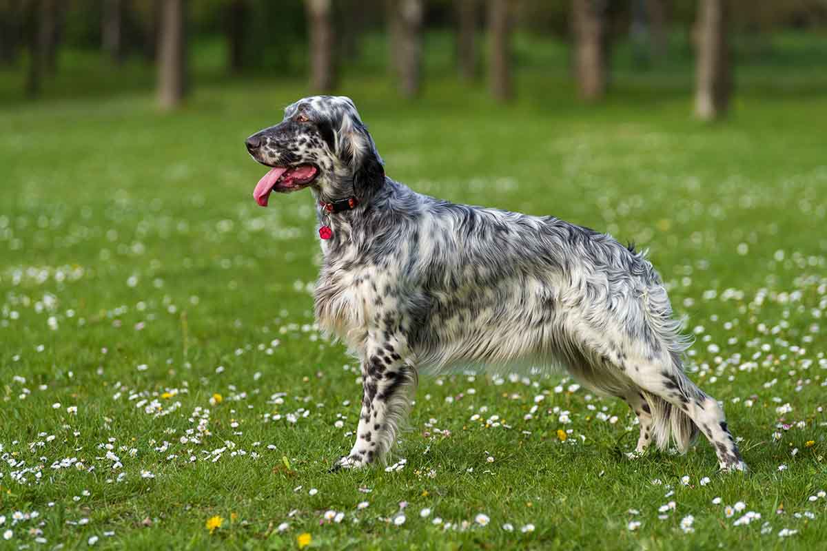 Difference Between Irish Setter, English Setter And Gordon Setter